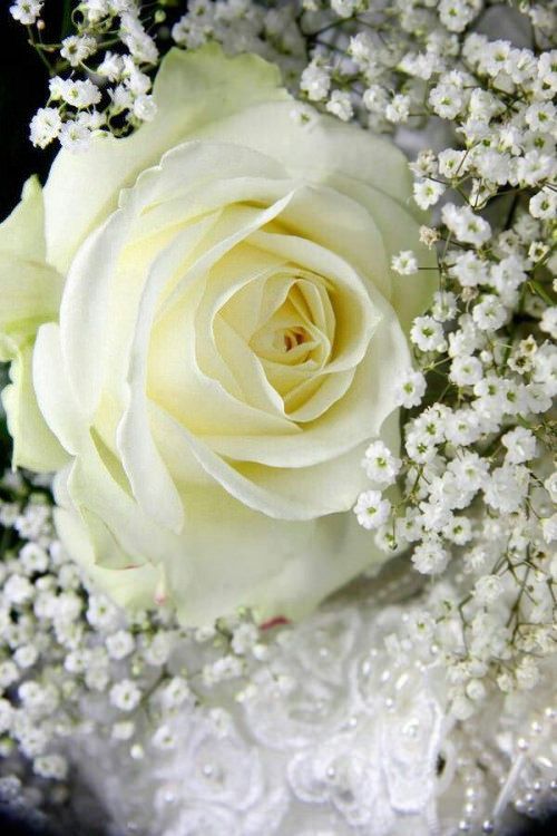 Tranhto24h: Hình nền hoa hồng trắng, 500x750px