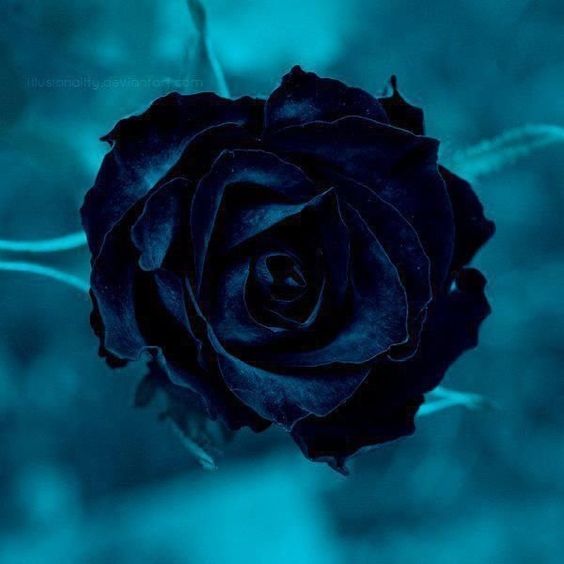 Tranhto24h: Hình nền hoa hồng xanh đen đẹp, 564x564px