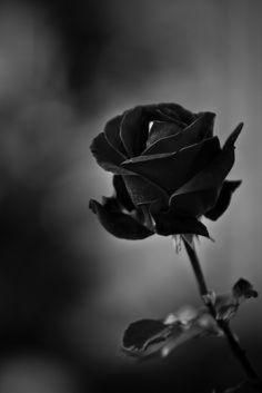 Tranhto24h: Hình nền hoa hồng đen, 236x353px