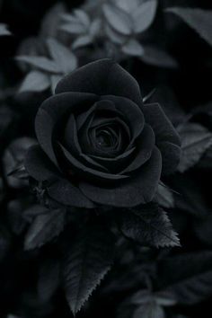 Tranhto24h: Hình nền hoa hồng đen, 236x354px