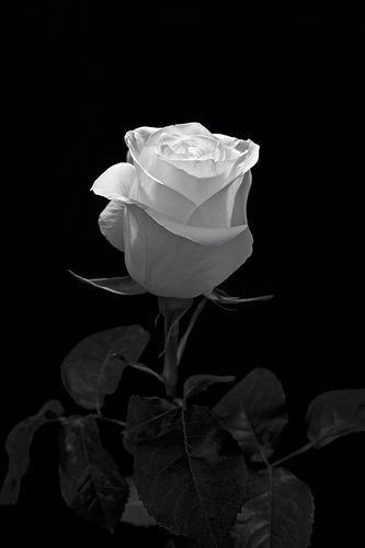 Tranhto24h: Hình nền hoa hồng trắng nền đen đẹp, 333x500px