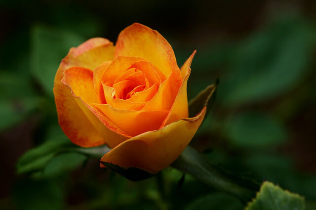 Tranhto24h: Hoa hồng cam, 640x425px