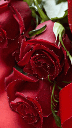 Tranhto24h: Hình nền động về hoa hồng đỏ , 230x409px