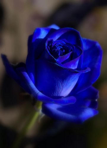 Tranhto24h: Hình nền hoa hồng xanh, 361x500px