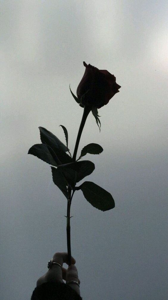 Tranhto24h: Hình nền hoa hồng đen, 564x1003px