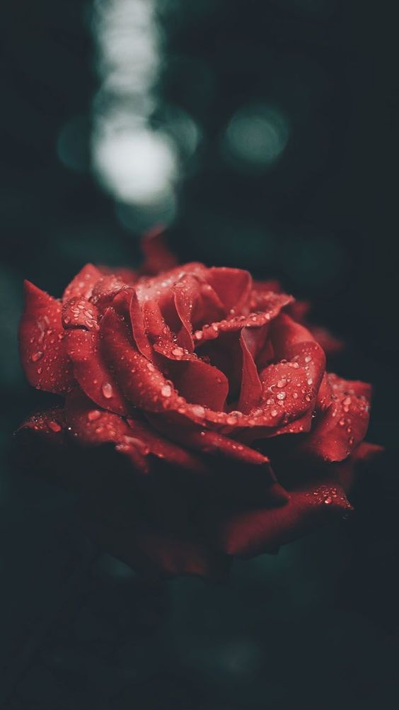 Tranhto24h: Hình nền hoa hồng đẹp trong bóng đêm, 564x1002px