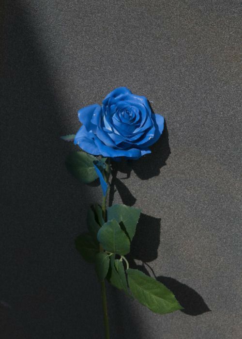 Tranhto24h: Hình nền hoa hồng xanh đẹp, 500x699px