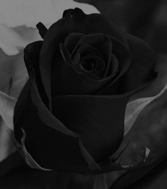 Tranhto24h: Hình nền hoa hồng đen, 564x638px