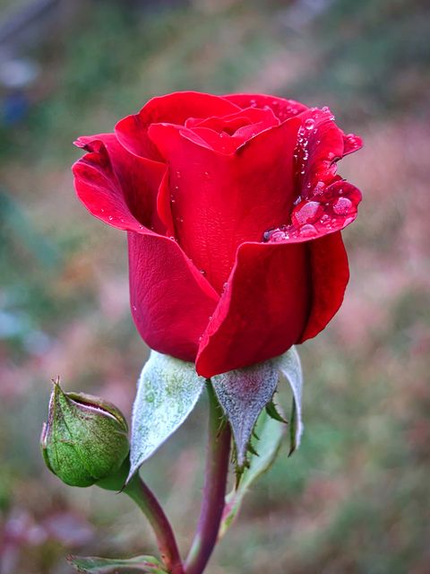 Tranhto24h: Hình nền hoa hồng đỏ, 480x640px