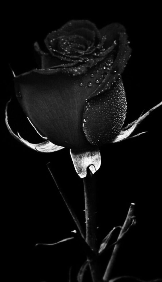 Tranhto24h: Hình nền hoa hồng đen, 564x982px