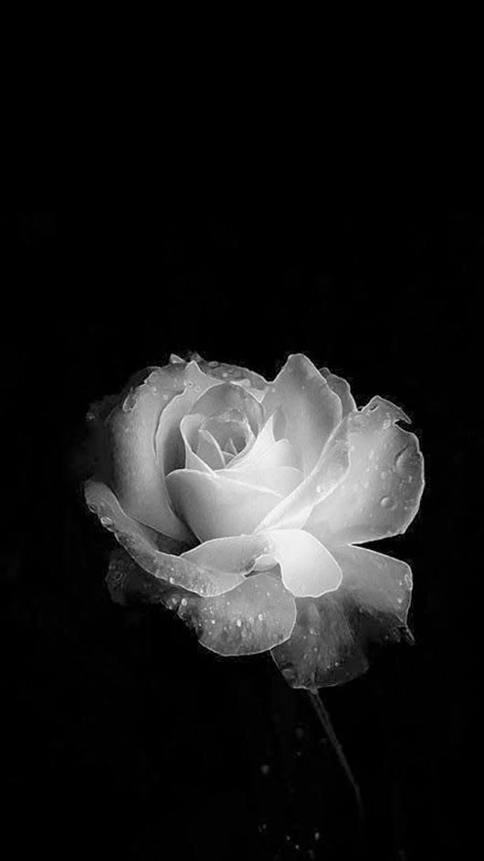 Tranhto24h: Hình nền hoa hồng trắng, 530x943px