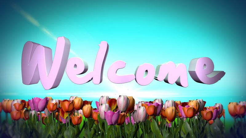 Tranhto24h: hình nền powerpoint xin chào và hoa tulip, 800x450px
