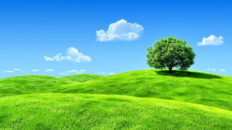Tranhto24h: Hình nền cỏ xanh và cái cây cô đơn, 800x450px