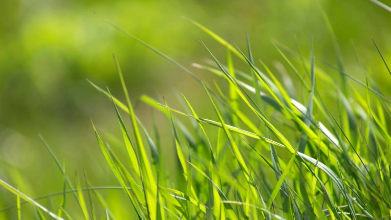 Tranhto24h: Hình nền cỏ xanh đung đưa trong gió, 800x450px