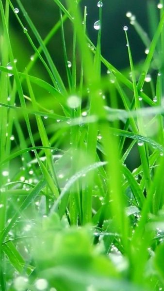 Tranhto24h: Hình nền cỏ xanh đầy sức sống, 338x600px