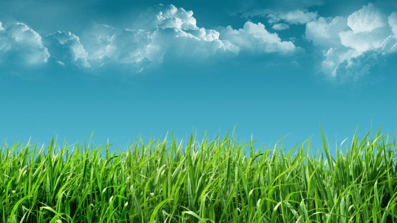 Tranhto24h: Hình nền cỏ xanh dưới nền trời gần đổ mưa, 800x450px