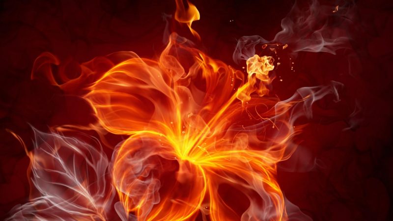 Tranhto24h: hình nền lửa bông hoa huyền ảo, 800x450px