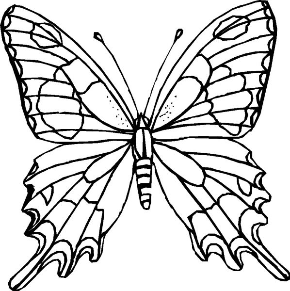 Tranhto24h: Tranh tô màu con vật con bướm đẹp, 598x600px