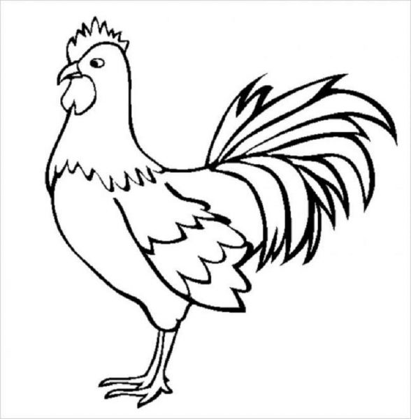 Tranhto24h: Tranh tô màu con vật con gà trống, 588x600px