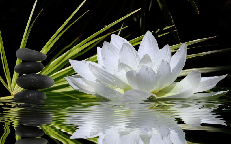 Tranhto24h: Hình nền hoa sen trắng trên mặt nước, 800x500px
