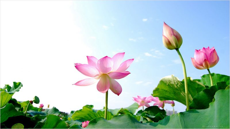 Tranhto24h: ảnh hoa sen- hình nền hoa sen, 800x450px