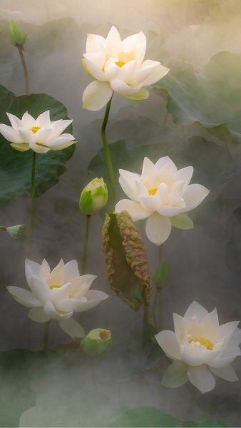 Tranhto24h: Hình ảnh hoa sen đẹp cho PC laptop điện thoại, 338x600px