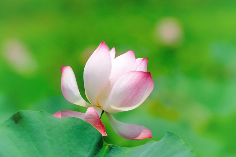 Tranhto24h: Hình nền hoa sen cánh trắng pha hồng, 800x533px
