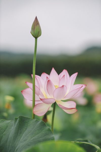 Tranhto24h: Hình hoa sen đẹp màu hồng nhạt tuyệt đẹp, 400x600px