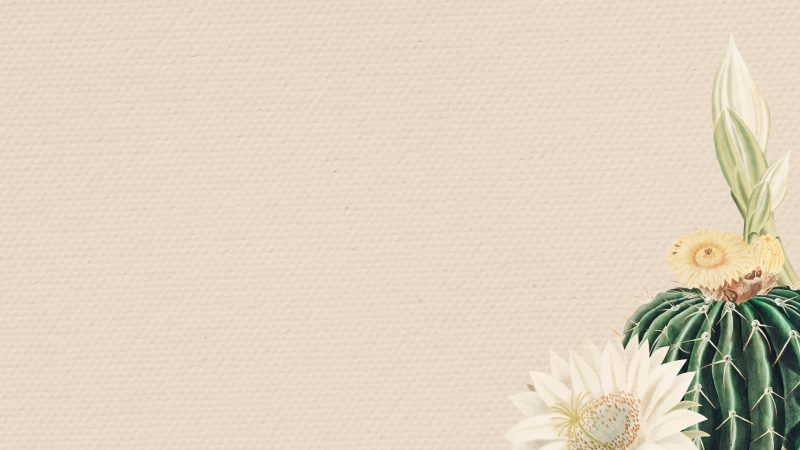 Tranhto24h: background vintage hoa xương rồng trắng, 800x450px