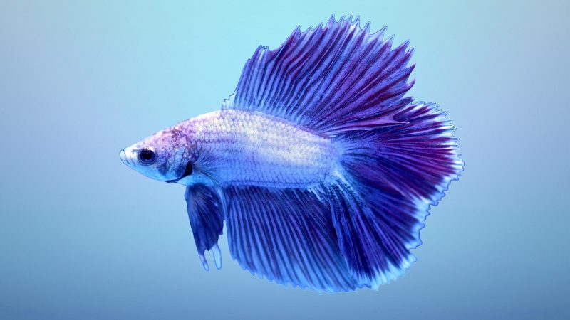 Tranhto24h: Hình nền cá betta màu tím xanh cực đẹp, 800x450px