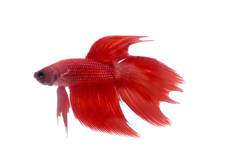 Tranhto24h: Hình nền cá betta màu đỏ xinh nhất, 800x550px