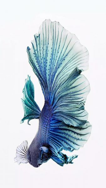 Tranhto24h: ảnh nền cá Betta 3D màu xanh, 338x600px