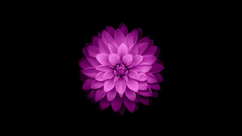 Tranhto24h: Hình nền Macbook bông hoa sen, 800x450px