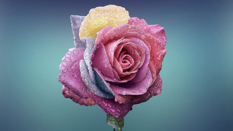 Tranhto24h: Hình nền Macbook về bông hoa hồng tím, 800x450px