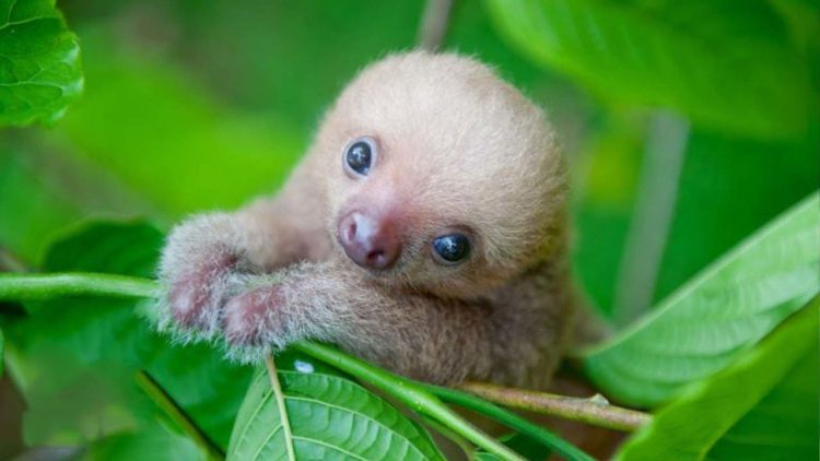 50 hình ảnh con lười đẹp nhất – Loài vật lười biếng nhất thế giới 