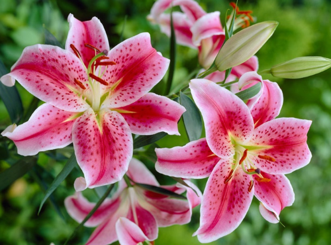 69 hình ảnh hoa Bách Hợp cực đẹp – tuyển chọn những bông hoa đẹp nhất