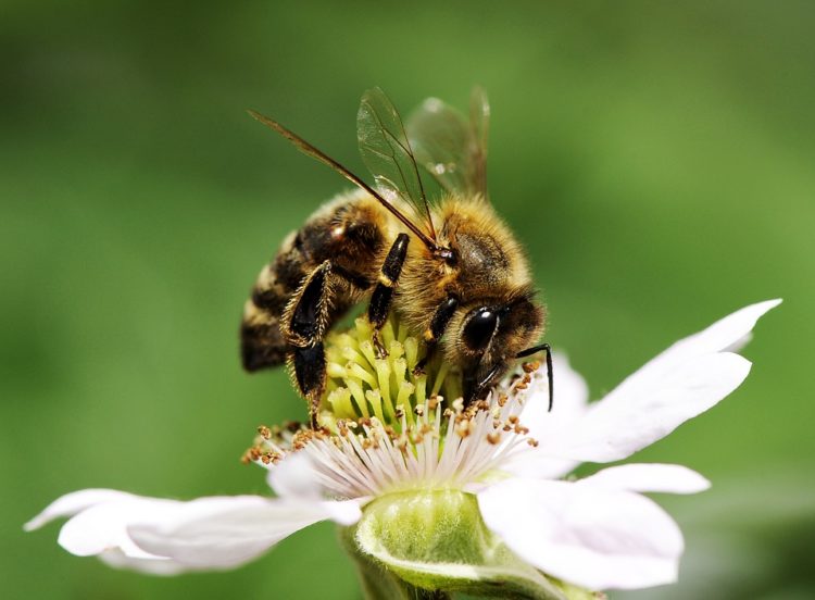 Top những hình ảnh về con ong tuyệt đẹp – dễ thương
