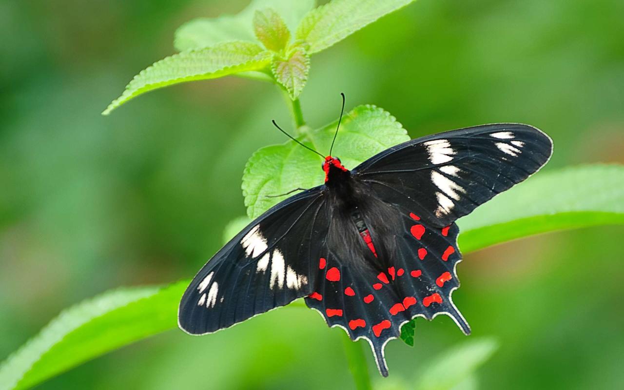 Bộ sưu tập 50+ hình nền bươm bướm đẹp huyền ảo nhất