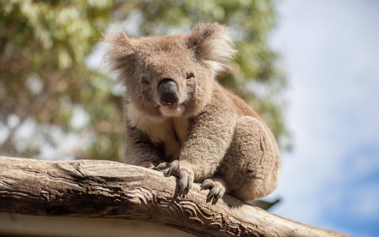Những hình nền gấu túi Koala đáng yêu và dễ thương
