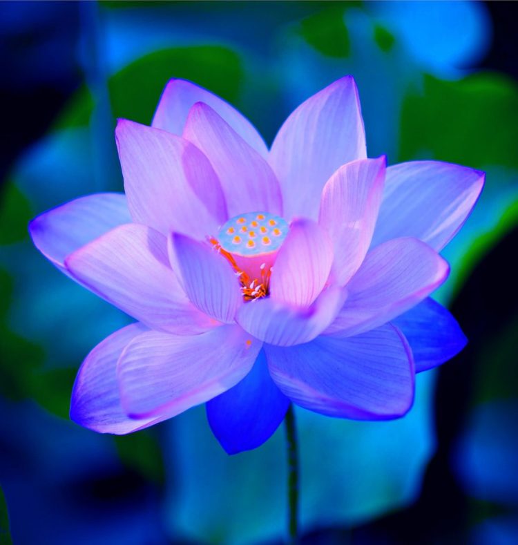 Tổng hợp những hình ảnh hoa sen xanh đẹp nhất thế giới