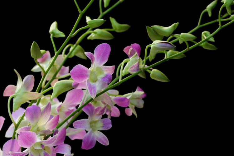 Tổng hợp hình ảnh hoa lan tam bảo sắc đẹp nhất