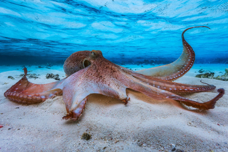 Tổng hợp hình ảnh bạch tuộc đẹp nhất