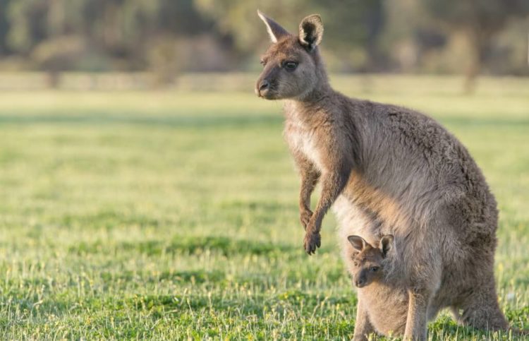 Tổng hợp hình ảnh chuột túi Kangaroo – Loài linh vật nổi tiếng của đất nước Úc