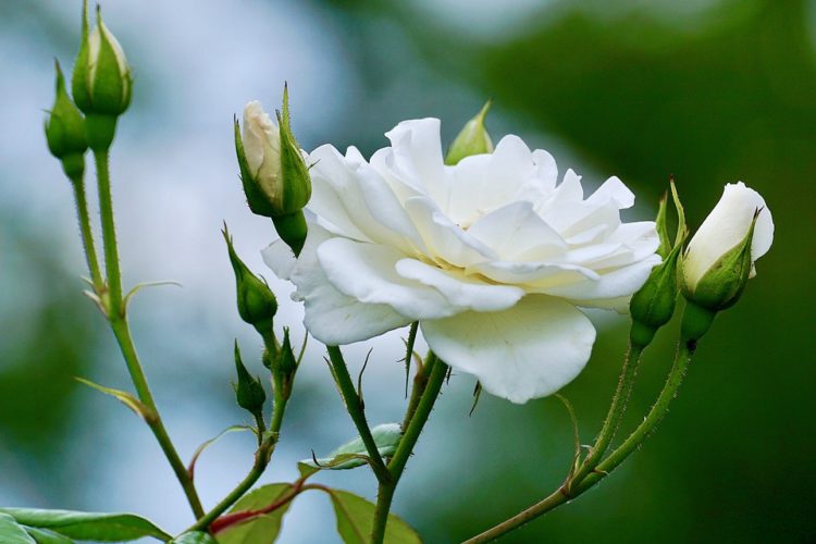 Tuyển tập hình ảnh hoa hồng trắng đẹp nhất