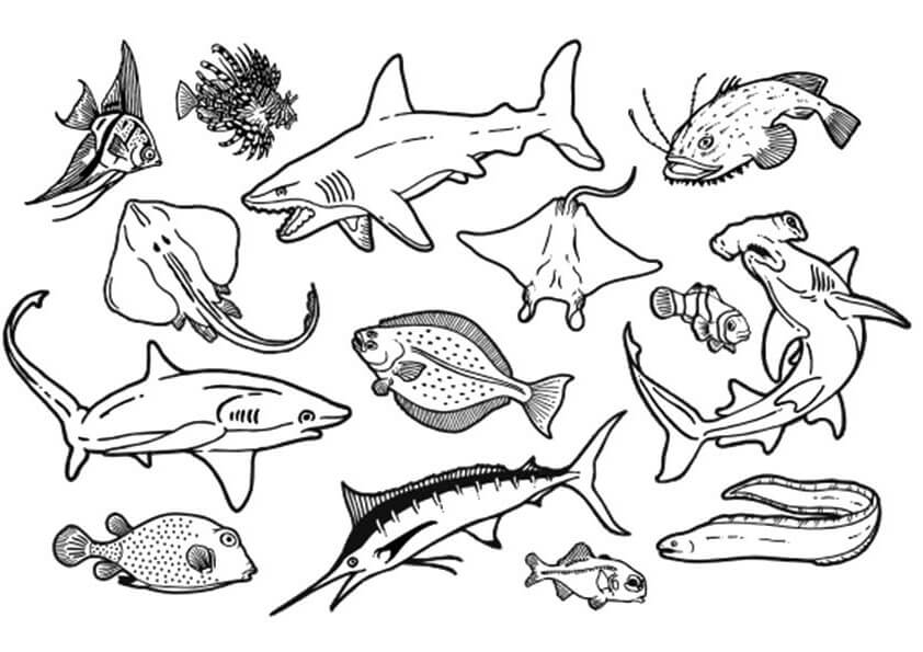 19 Tranh tô màu động vật dưới biển dễ thương