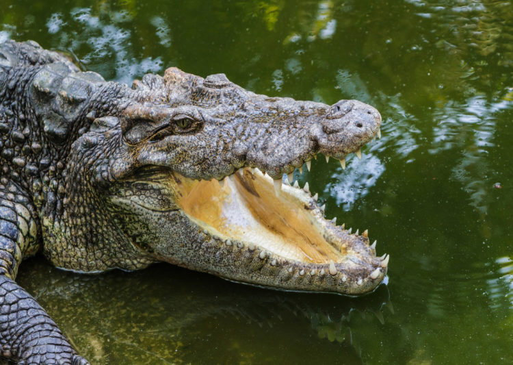 Tổng hợp hình ảnh loài cá sấu đẹp nhất