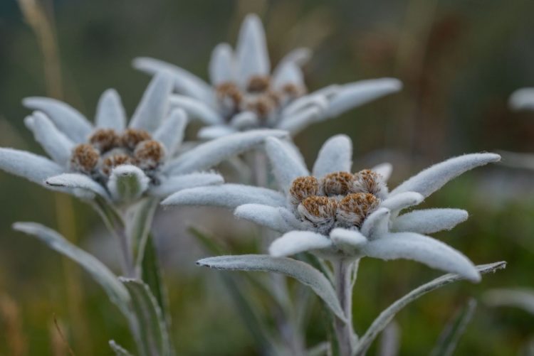Tổng hợp hình ảnh hoa nhung tuyết đẹp nhất – Quốc hoa của Thụy Sỹ