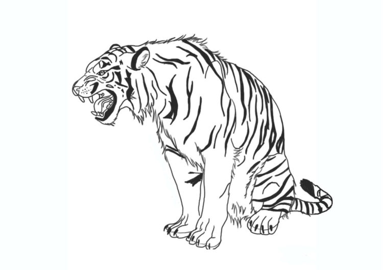 Tổng hợp những bức tranh tô màu con hổ tặng cho các bé yêu