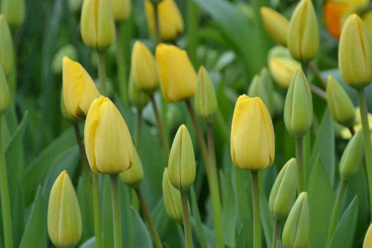 Tuyển tập hình ảnh hoa tulip vàng đẹp nhất