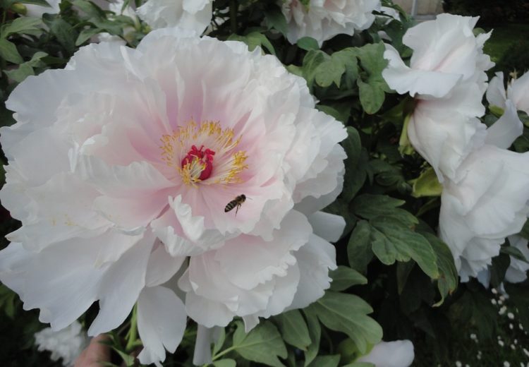 Tuyển tập hình ảnh hoa mẫu đơn trắng đẹp nhất mời bạn chiêm ngưỡng